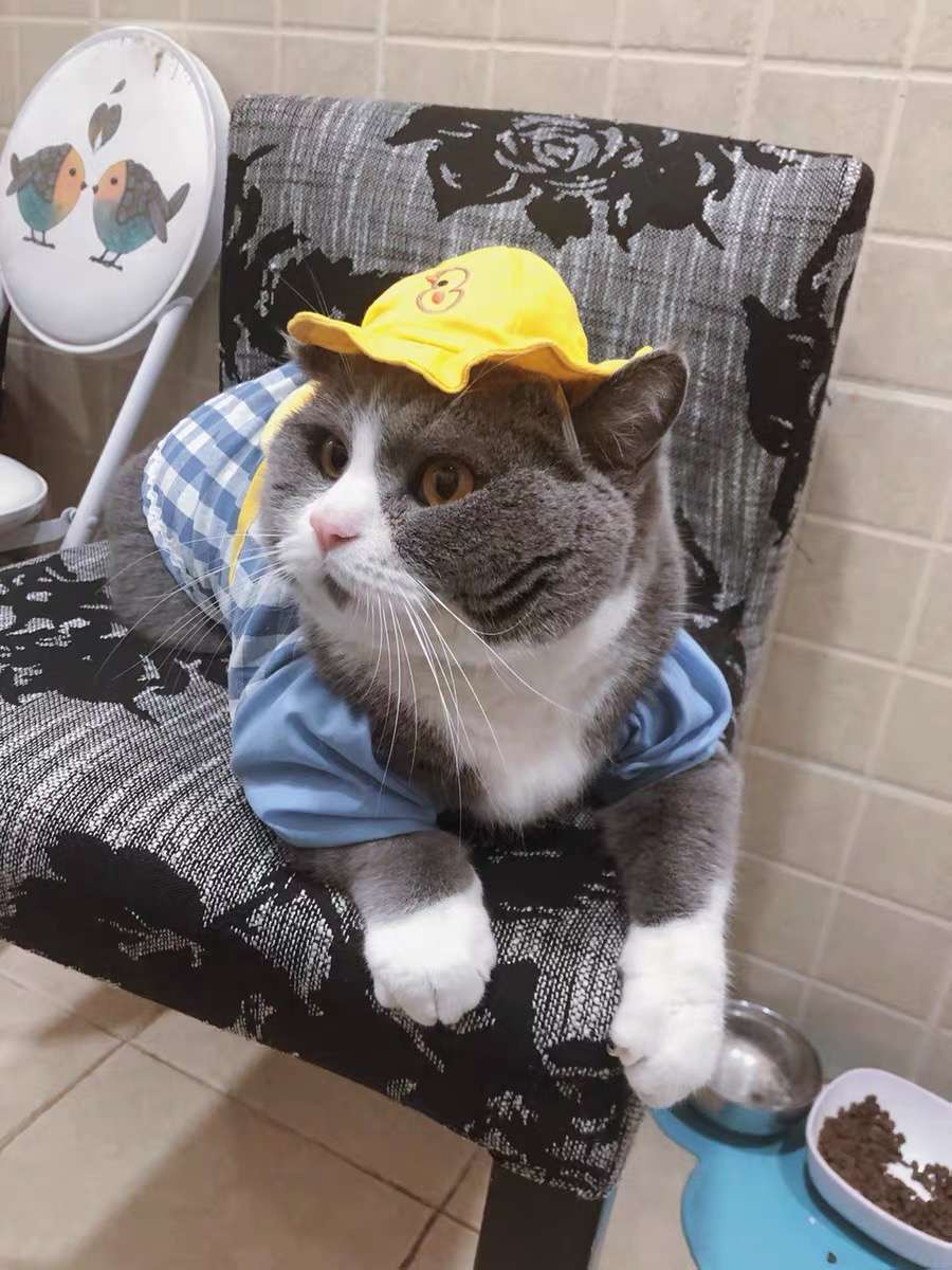 猫服  洋服 | 猫用チェック柄オーバーオール
