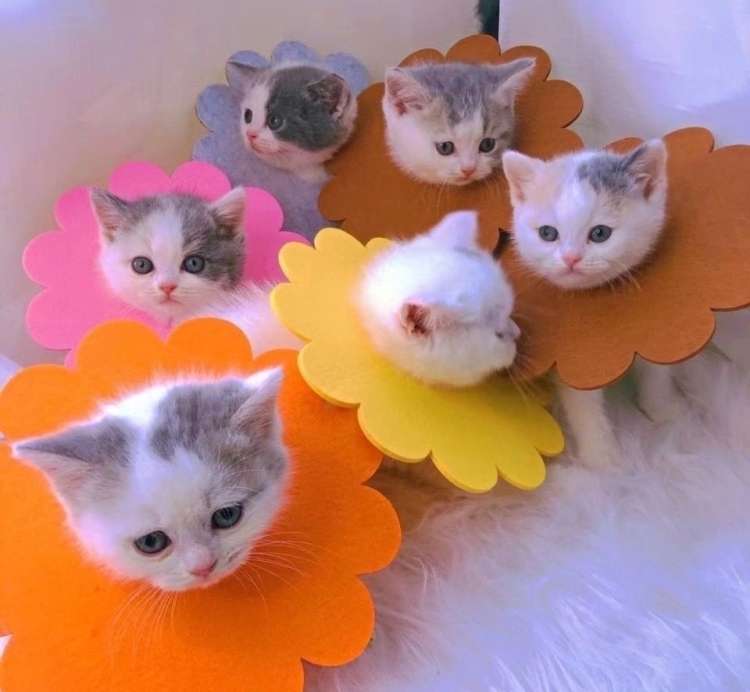 猫服 猫 エリザベスカラー | お花まんまるエリザベスカラー