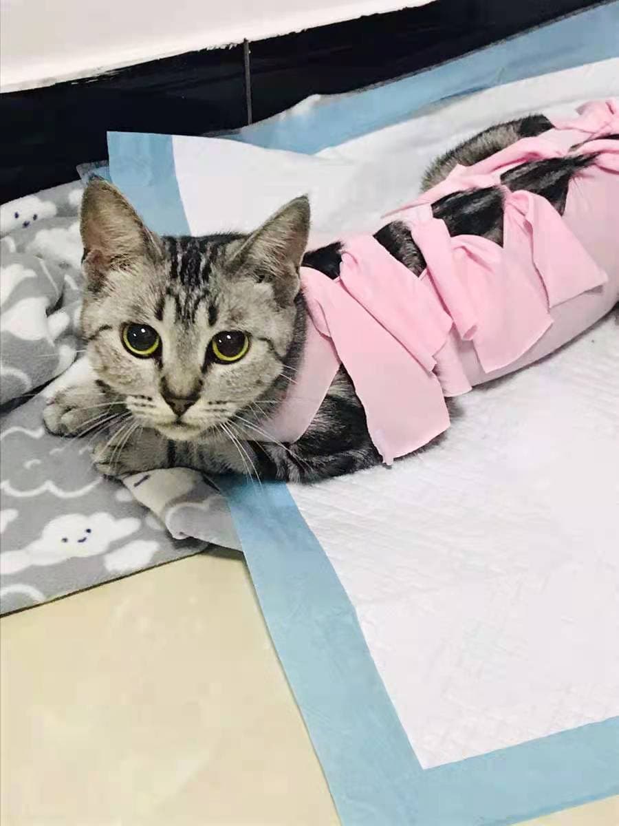 猫服   やさしく包む 術後安心ウェア