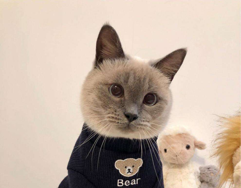 猫服  防寒服 | もこもこ生地の猫用クマさんセーター