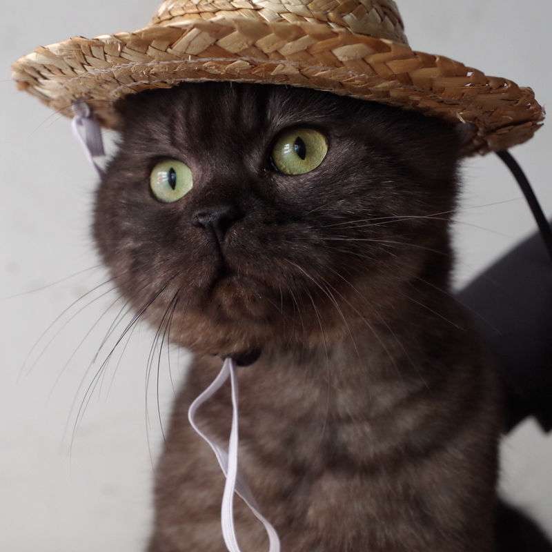 猫服  帽子 | 農園の麦わら帽子