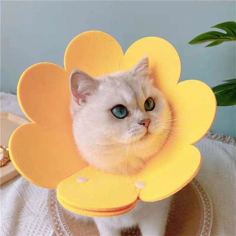 猫服 猫 エリザベスカラー | お花のエリザベスカラー
