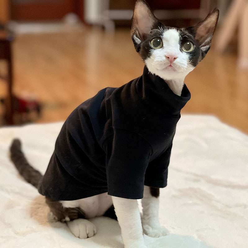 猫服  スフィンクス | スフィンクスの季節のお洒落服