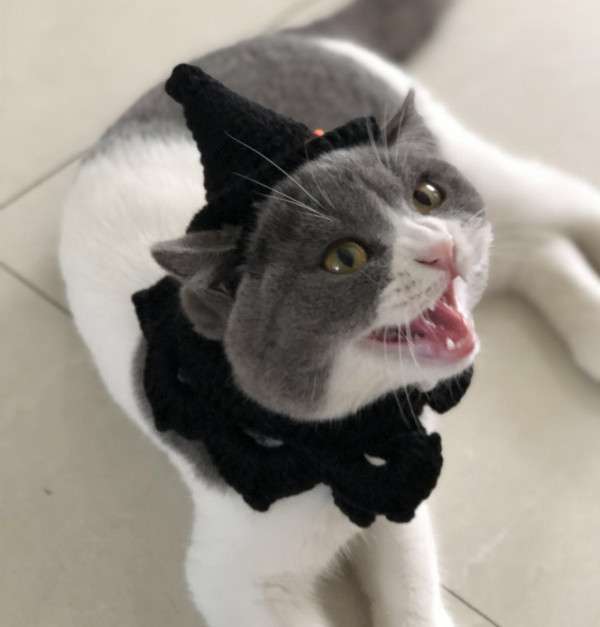猫服  帽子 | 魔法使いの猫ちゃん帽子