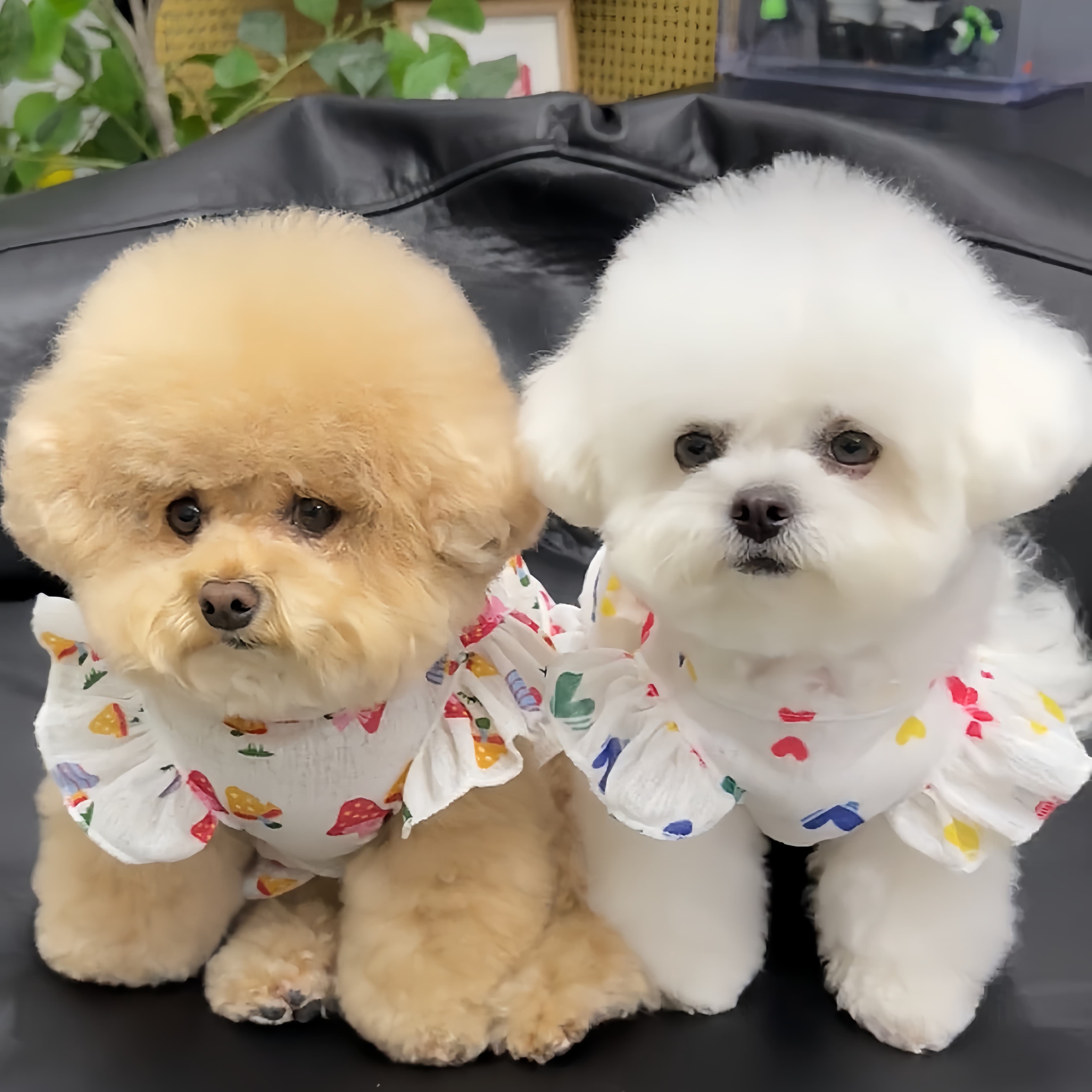 猫服  きのこ模様のフリルワンピース