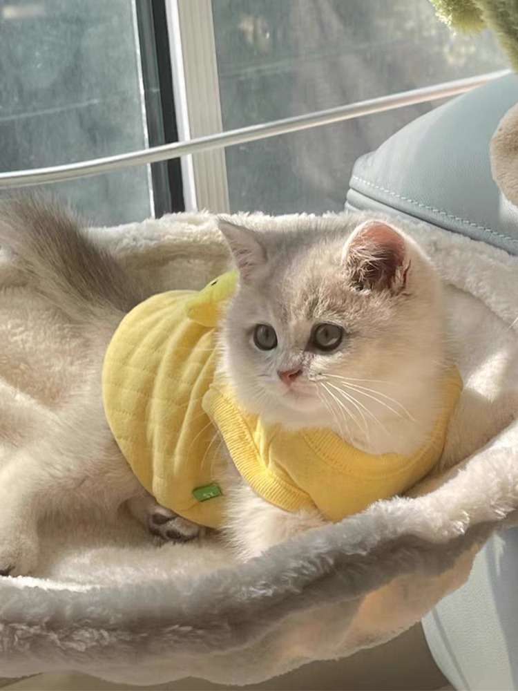 猫服  コスプレ | ヒヨコ風ペット用コスチューム