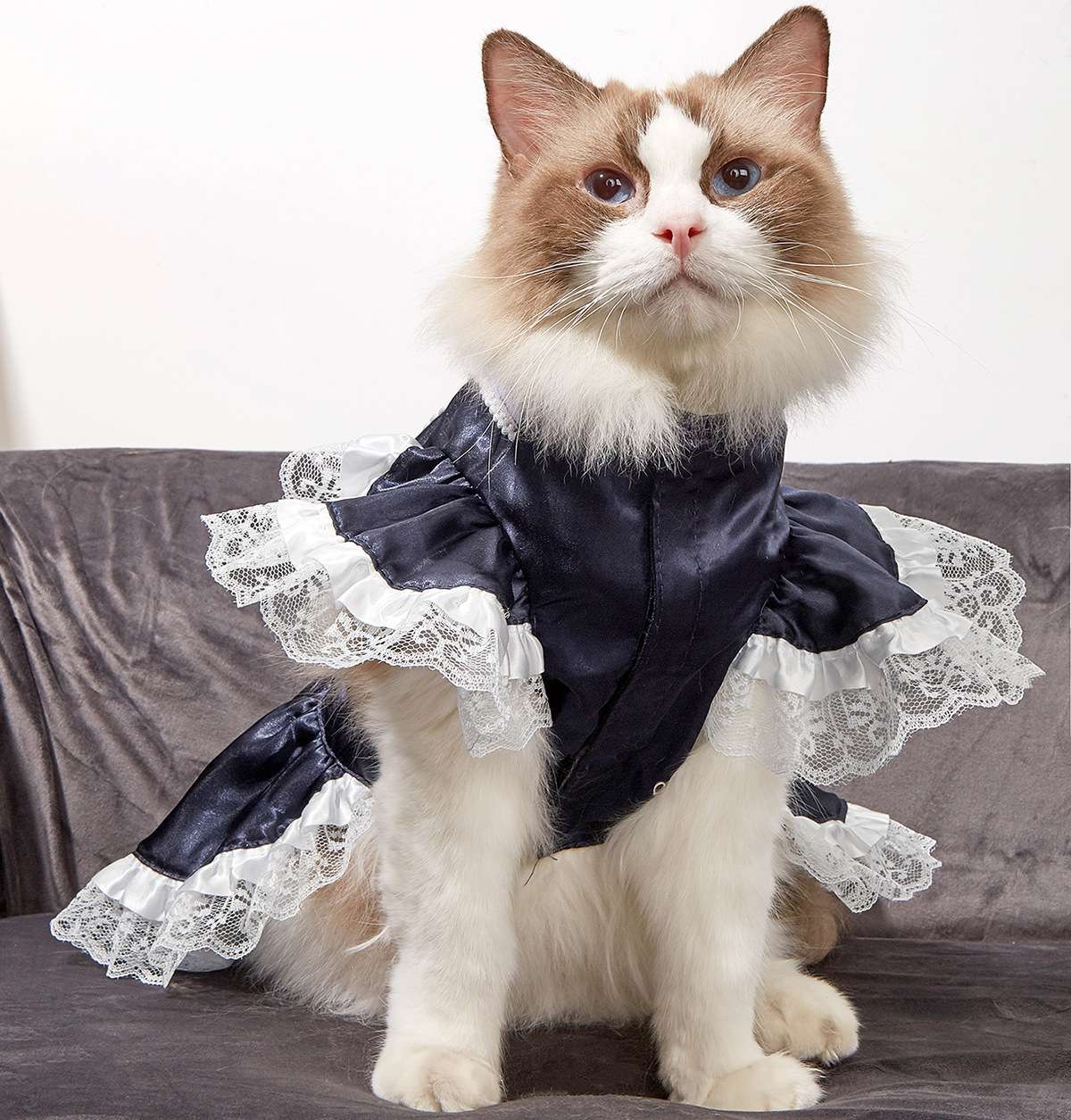 猫服  コスプレ | 猫用メイド風ドレス