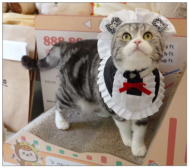 猫服  コスプレ | メイド風フリルエプロン猫用コスチューム