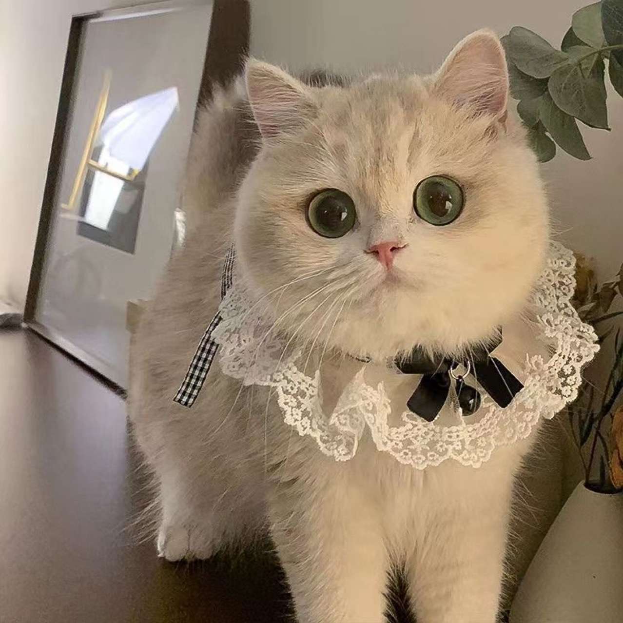 猫服  洋服 | 華やかレースの姫様エリマキ