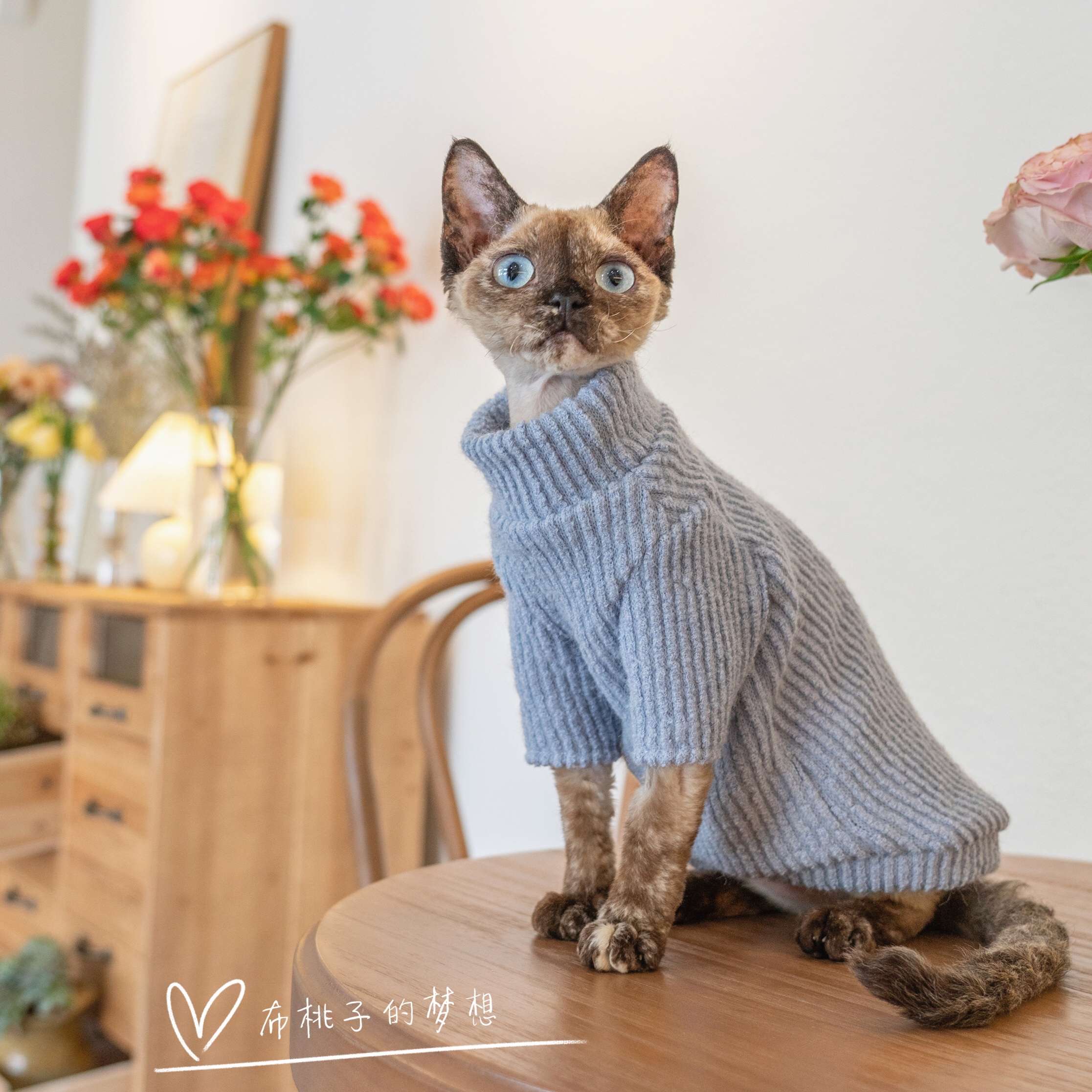 猫服  スフィンクス | スフィンクス用あったかリブニットセーター