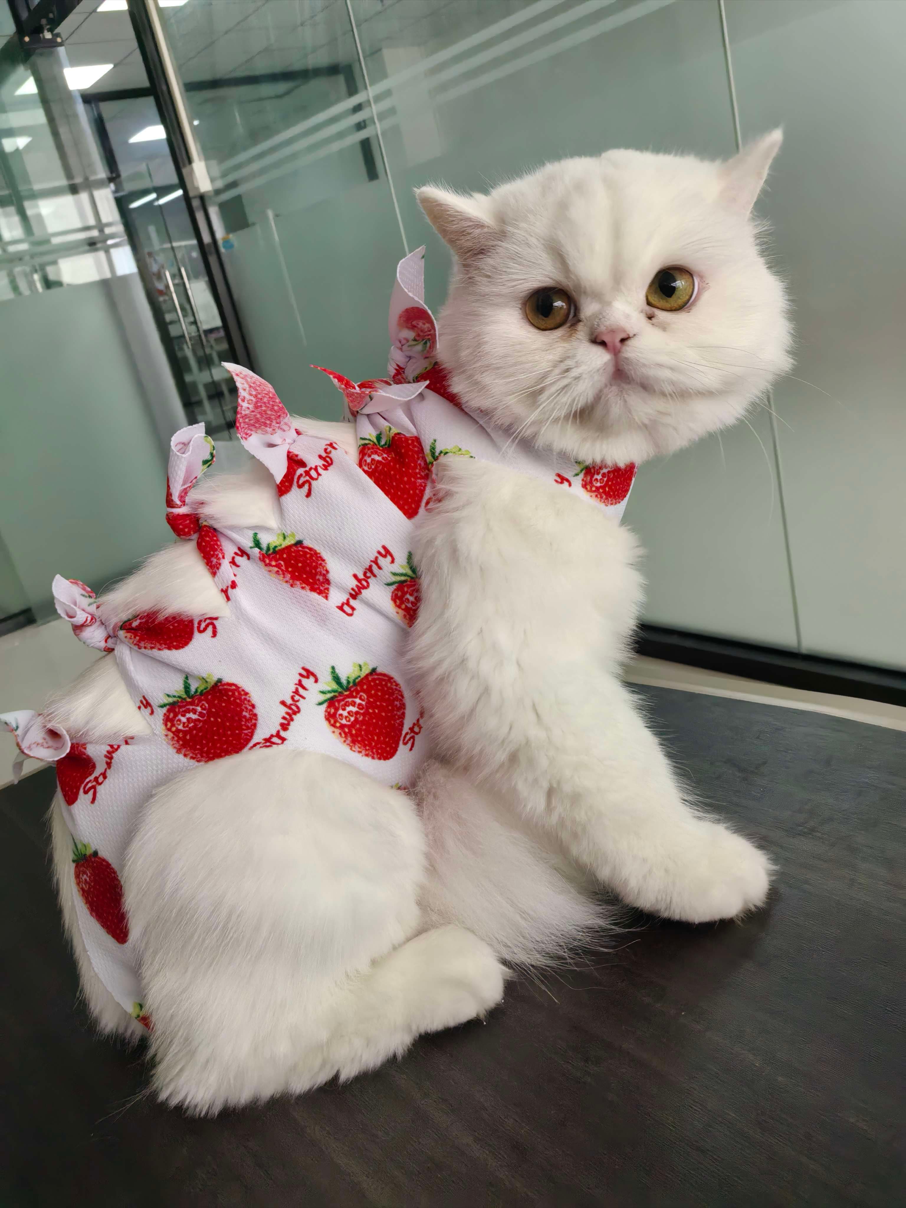猫服  術後服 | もふもふ猫ちゃんの癒しリボン術後服