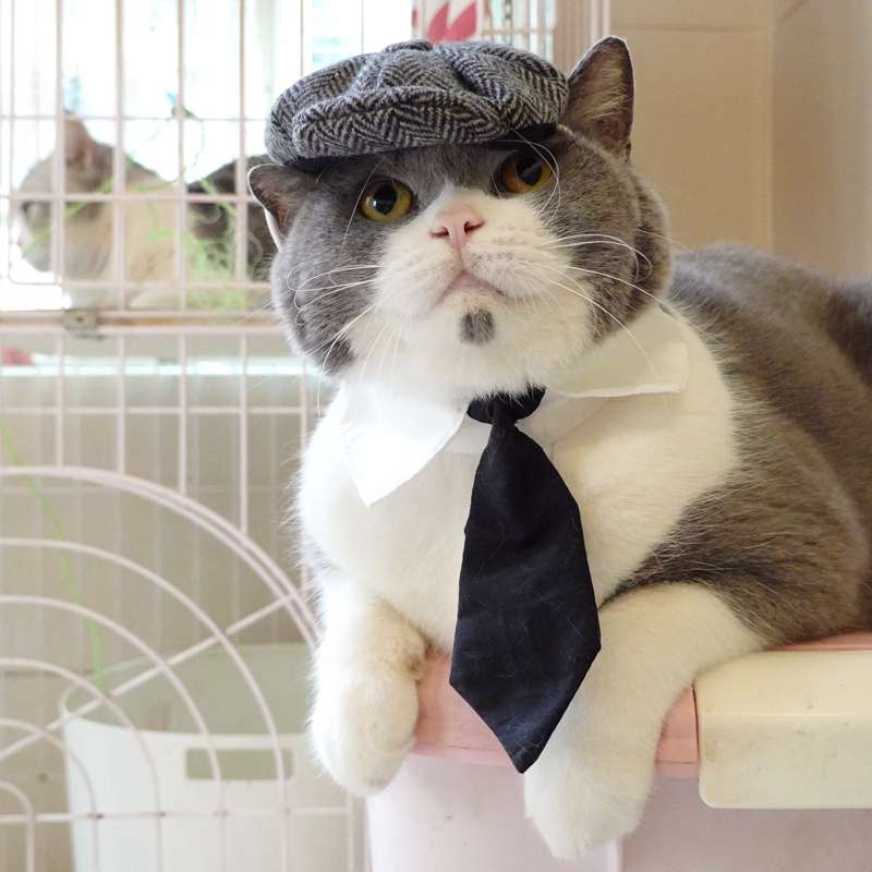 猫服  コスプレ | ビジネス猫のネクタイと帽子セット