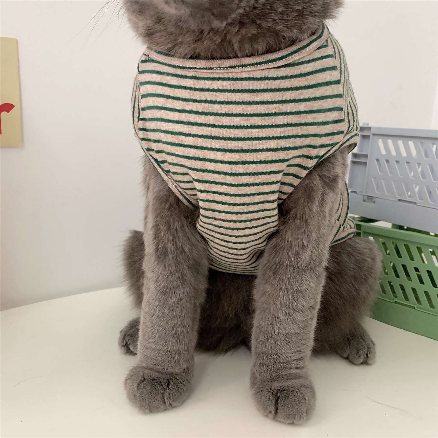 猫服  洋服 | もふもふ猫ちゃんのおしゃれボーダー