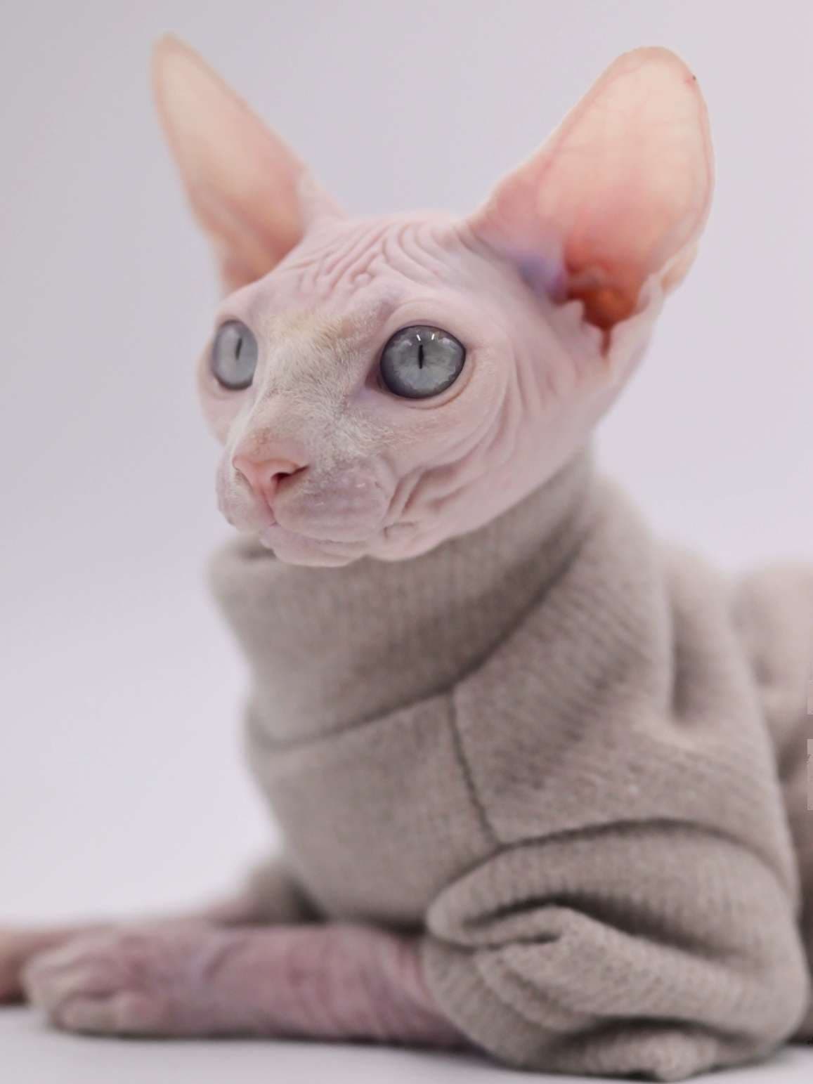 猫服  スフィンクス | スフィンクスの秋冬あったかタートルニット