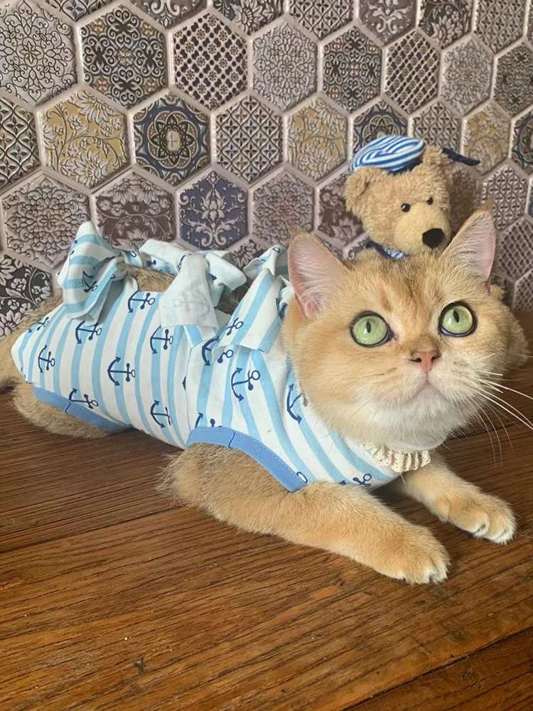 猫服  洋服 | ふんわりセーラー猫ウェア