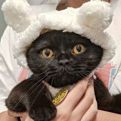 猫服  帽子 | もふもふアニマル変身帽子セット