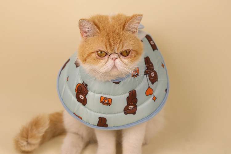 猫服 猫 エリザベスカラー | もふもふ猫ちゃん用パターンエリザベスカラー