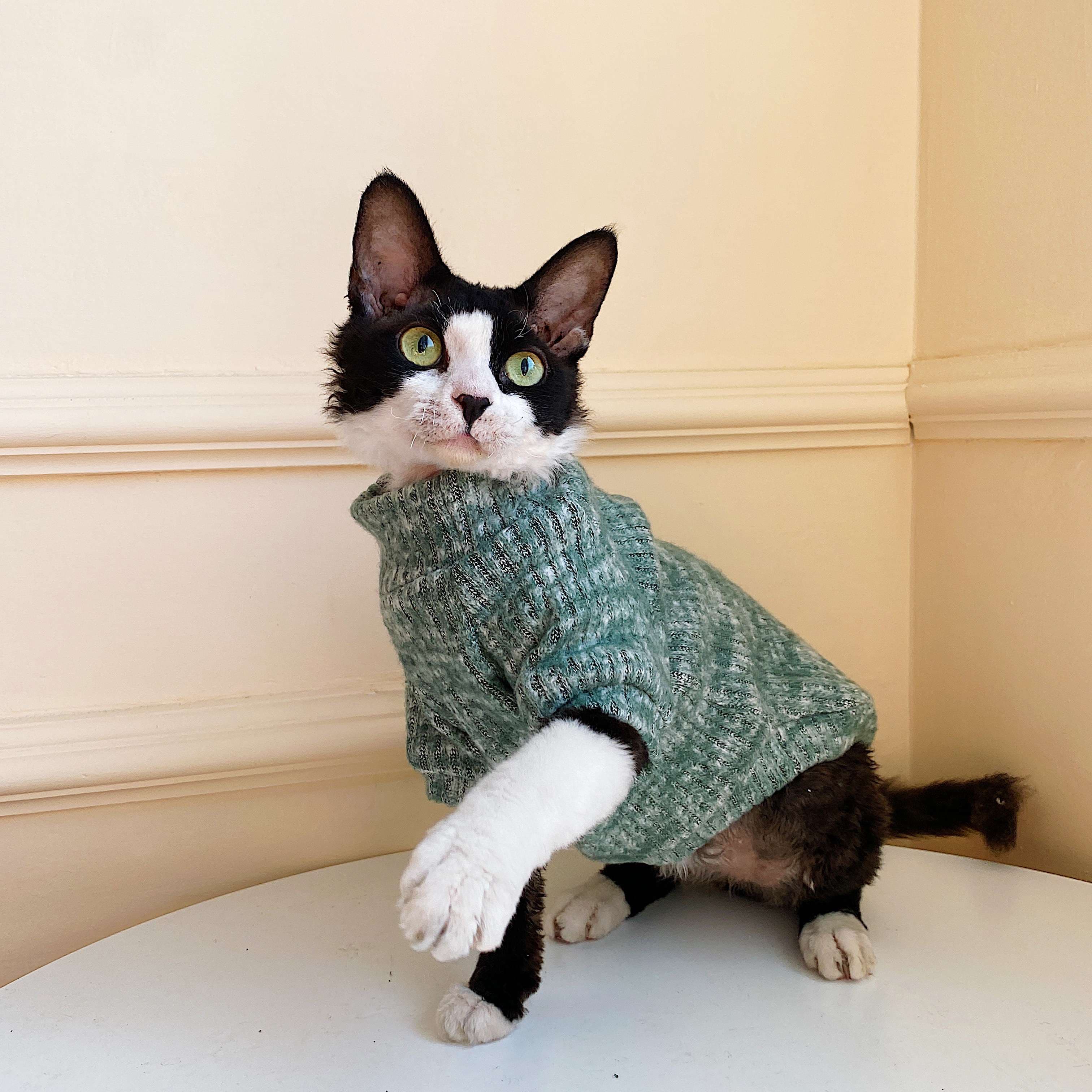 猫服  スフィンクス | スフィンキャットのニットセーター