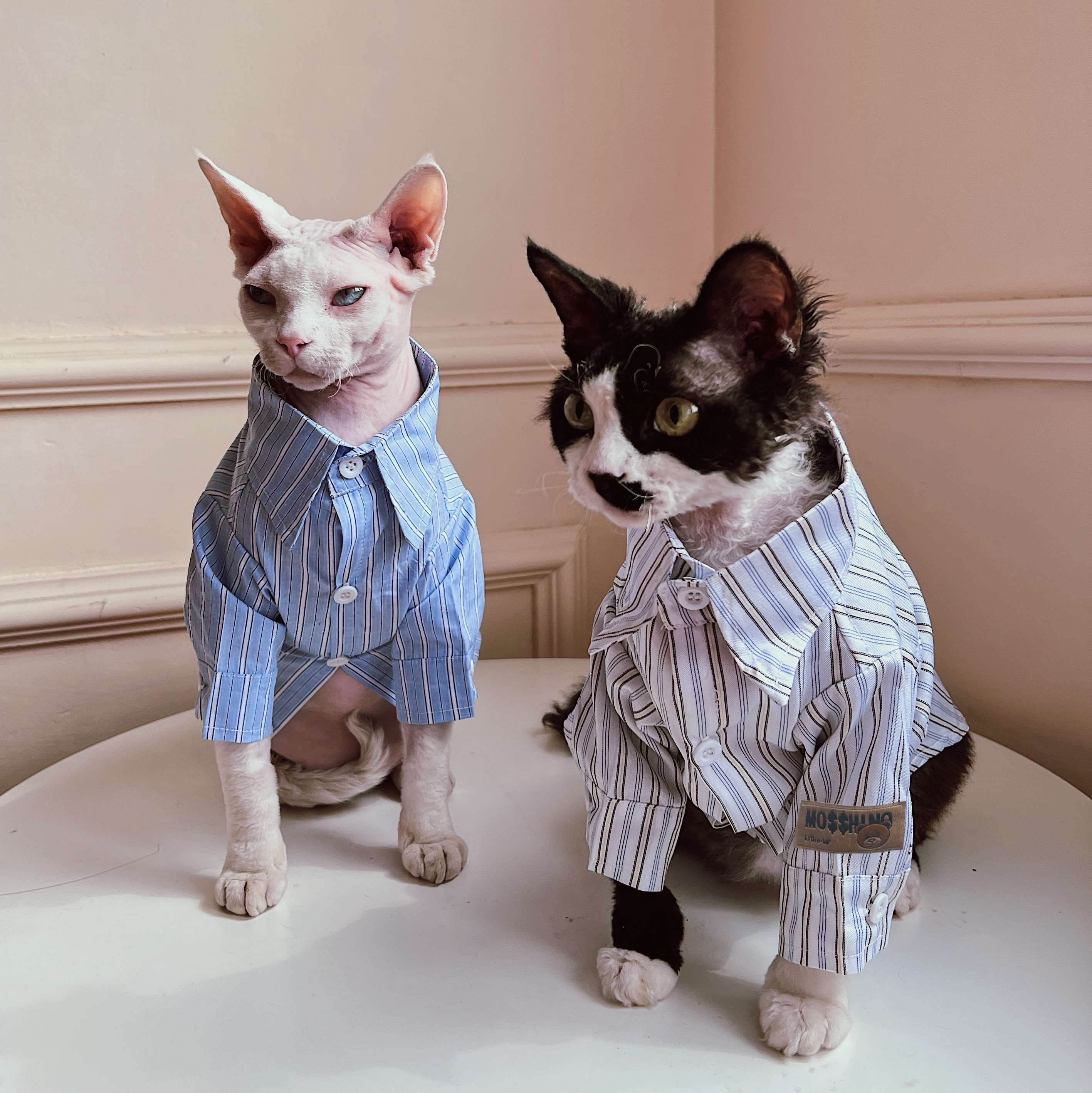 猫服  スフィンクス | スフィンクスのためのストライプパジャマ