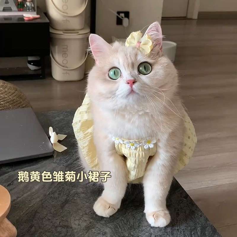 猫服  洋服 | ふわふわドレス猫用ワンピース