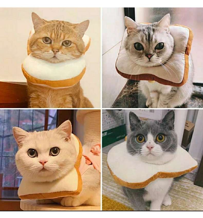 猫服 猫 エリザベスカラー | もふもふペット用食パンカラー
