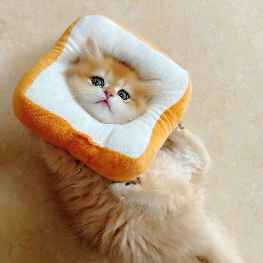 猫服 猫 エリザベスカラー | もふもふペット用食パンカラー
