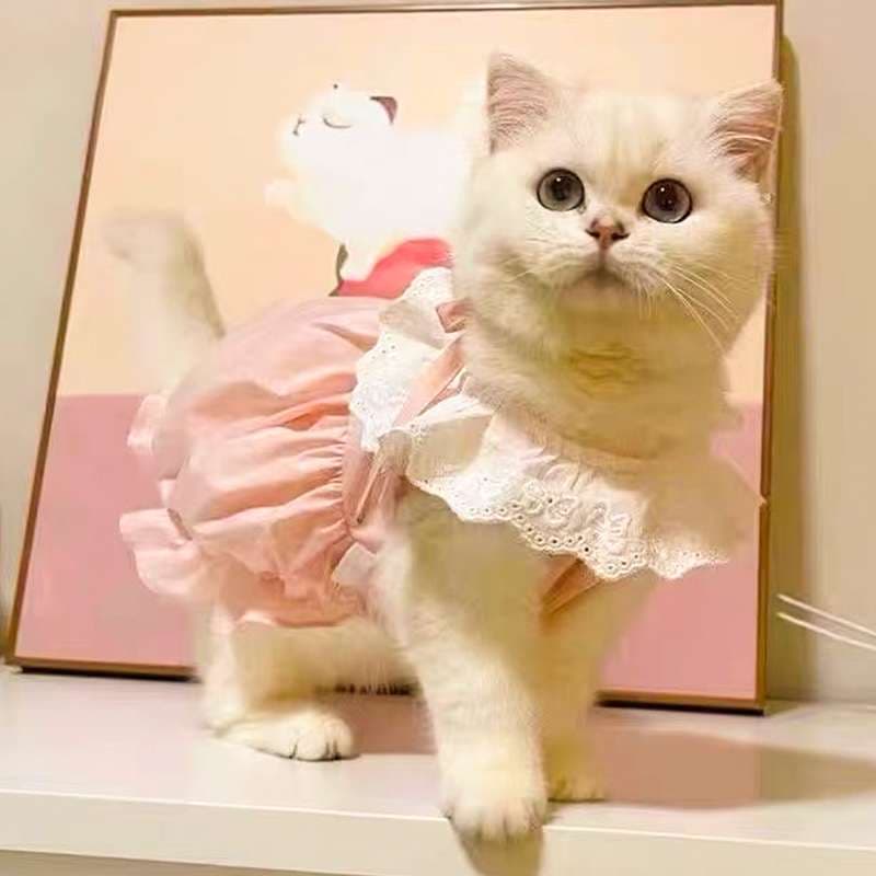猫服  洋服 | ふわもこ猫ちゃん用レース付きワンピース