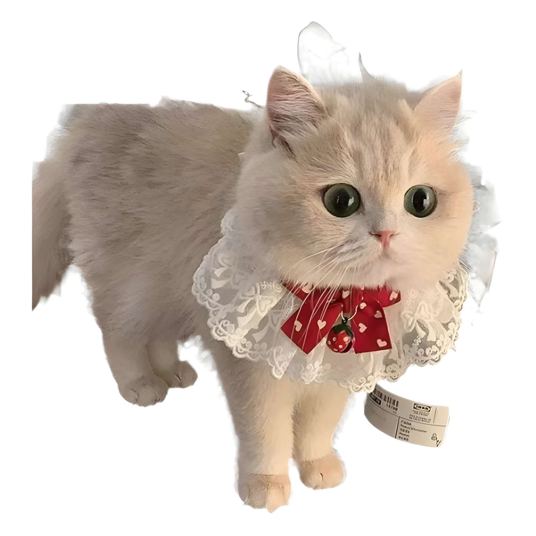 猫服  洋服 | 華やかレースの姫様エリマキ