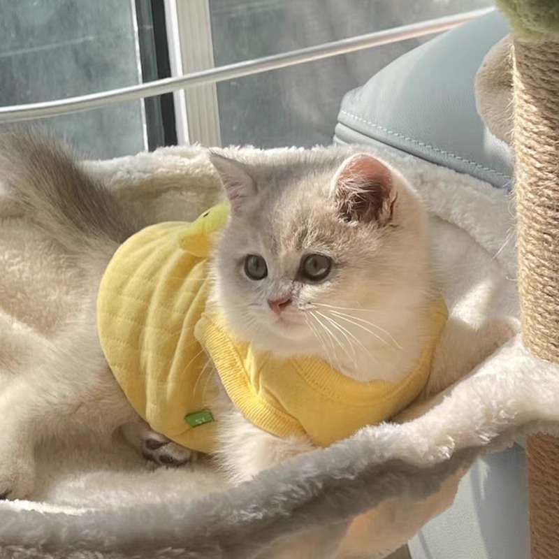 猫服  コスプレ | ヒヨコ風ペット用コスチューム