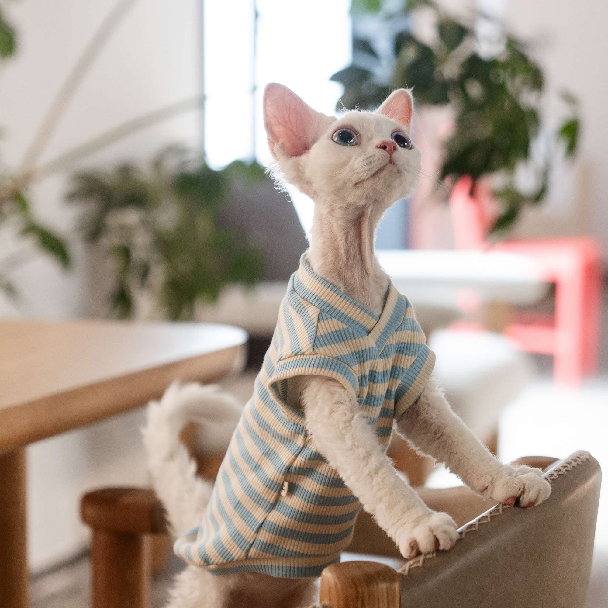 猫服  洋服 | 猫用やわらかリブニットウェア