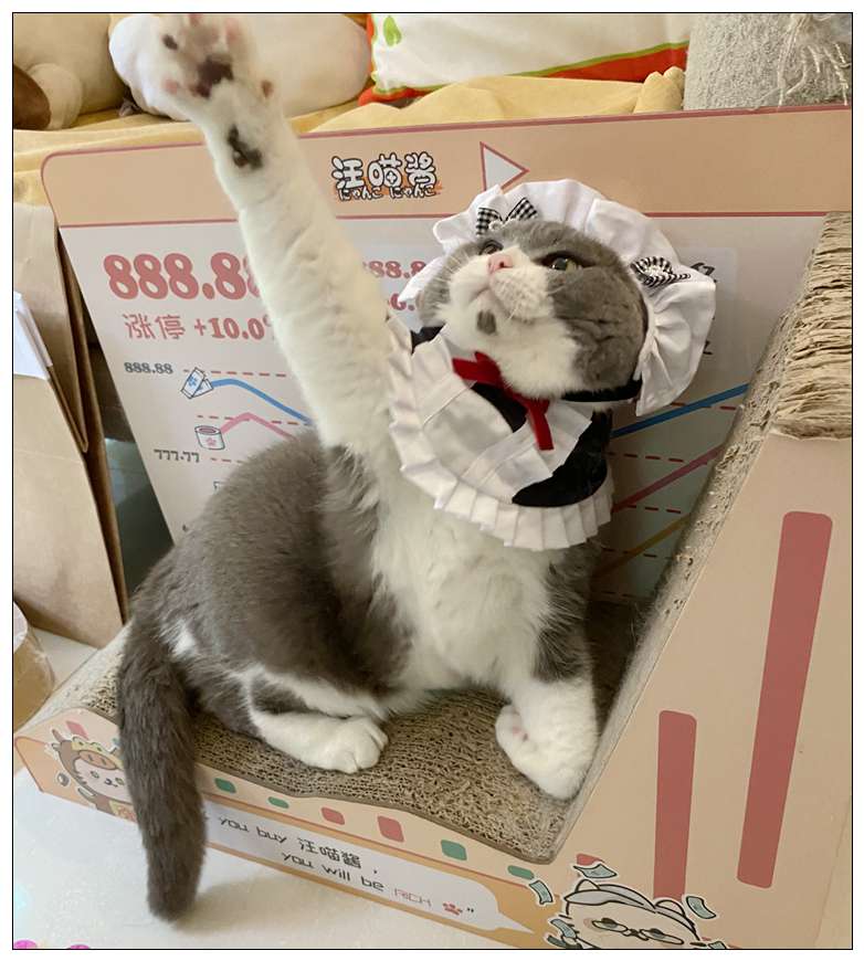 猫服  コスプレ | メイド風フリルエプロン猫用コスチューム