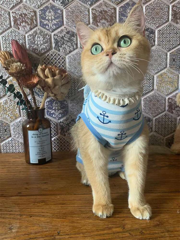 猫服  洋服 | ふんわりセーラー猫ウェア