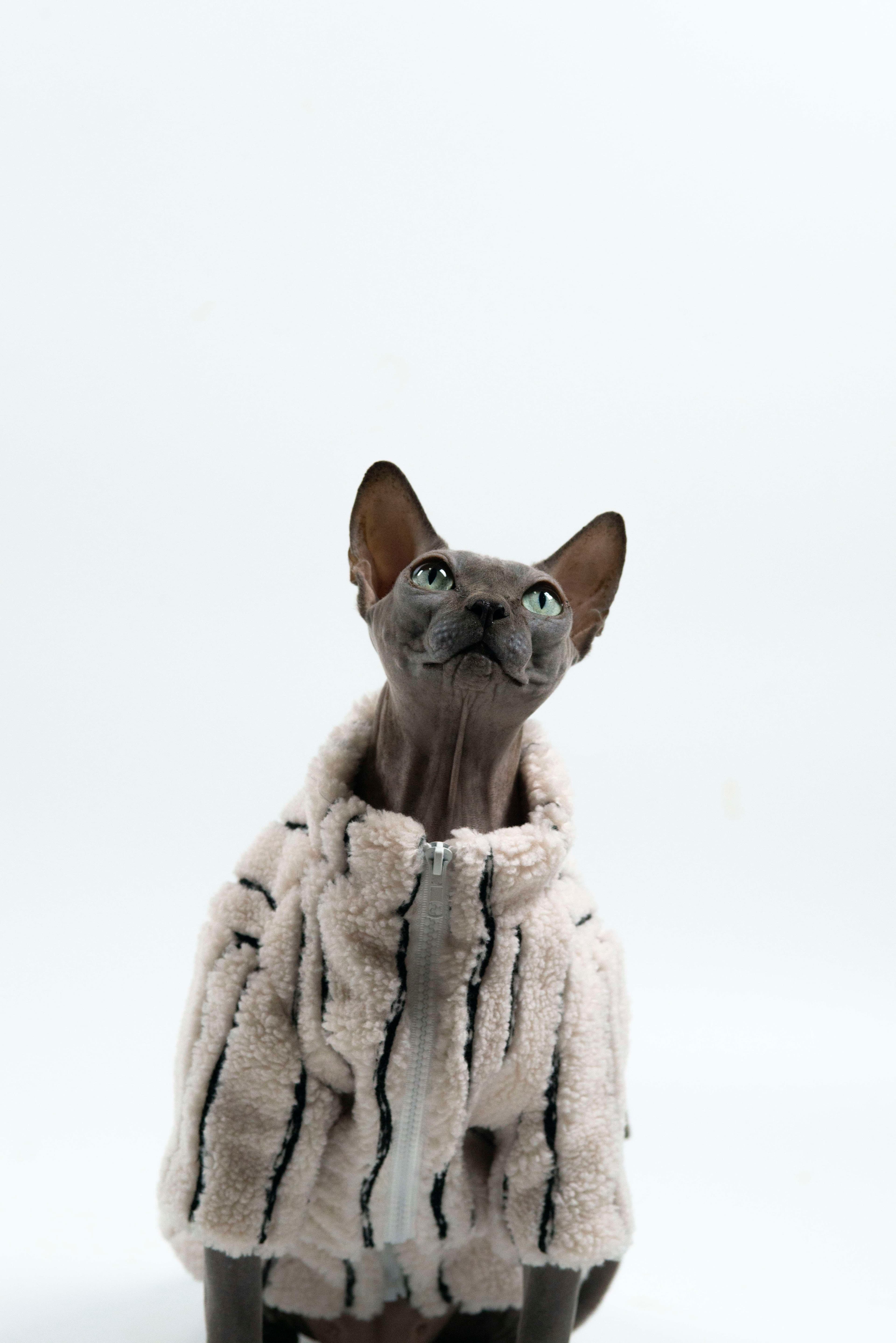 猫服  スフィンクス | スフィンクスの防寒ファーコート