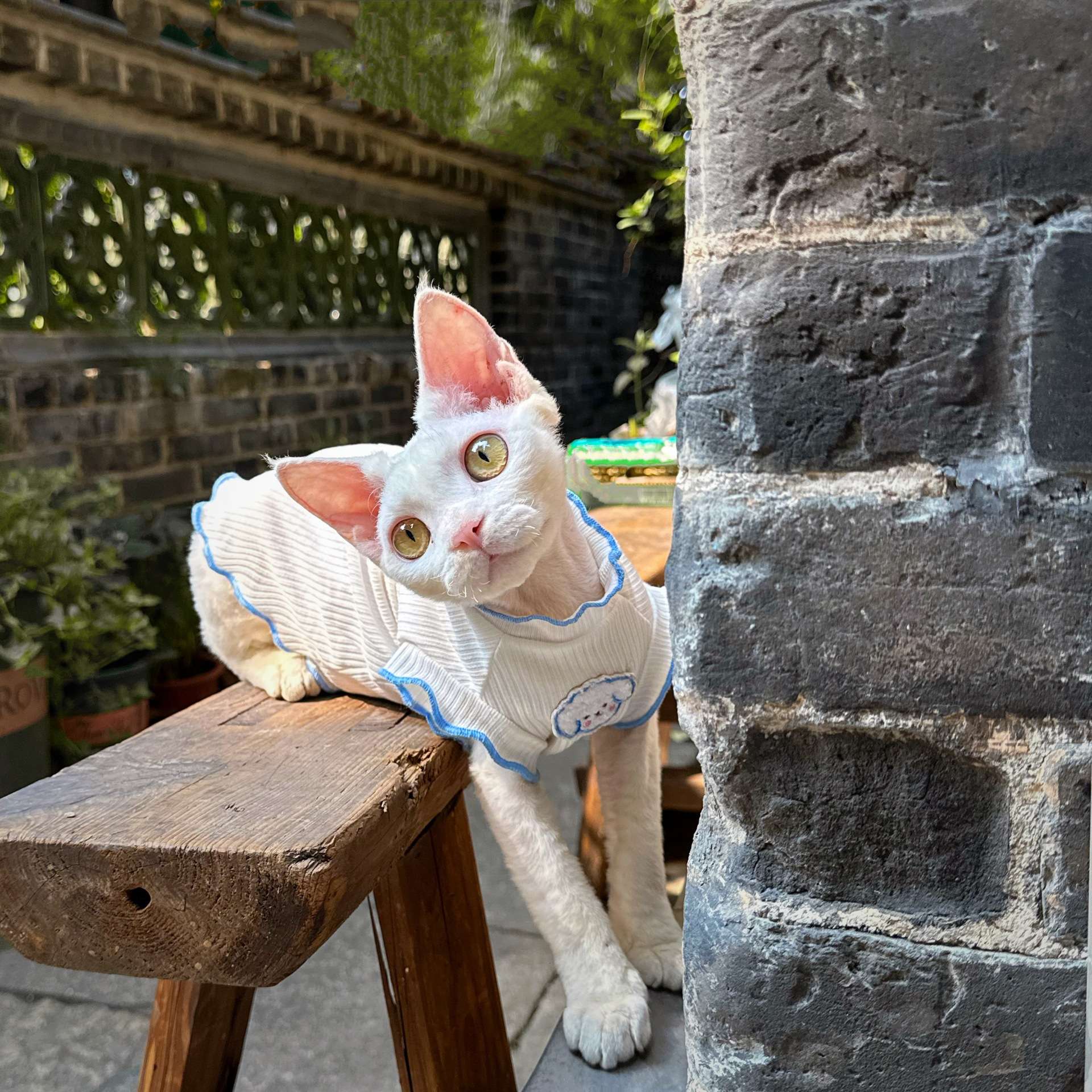 猫服  洋服 | もふもふ耳猫ちゃん用フリル付きボディスーツ