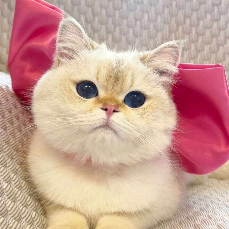 猫服  帽子 | ふわふわ姫様リボン猫耳キャップ
