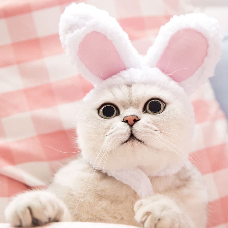 猫服 ふわふわうさ耳変身帽子