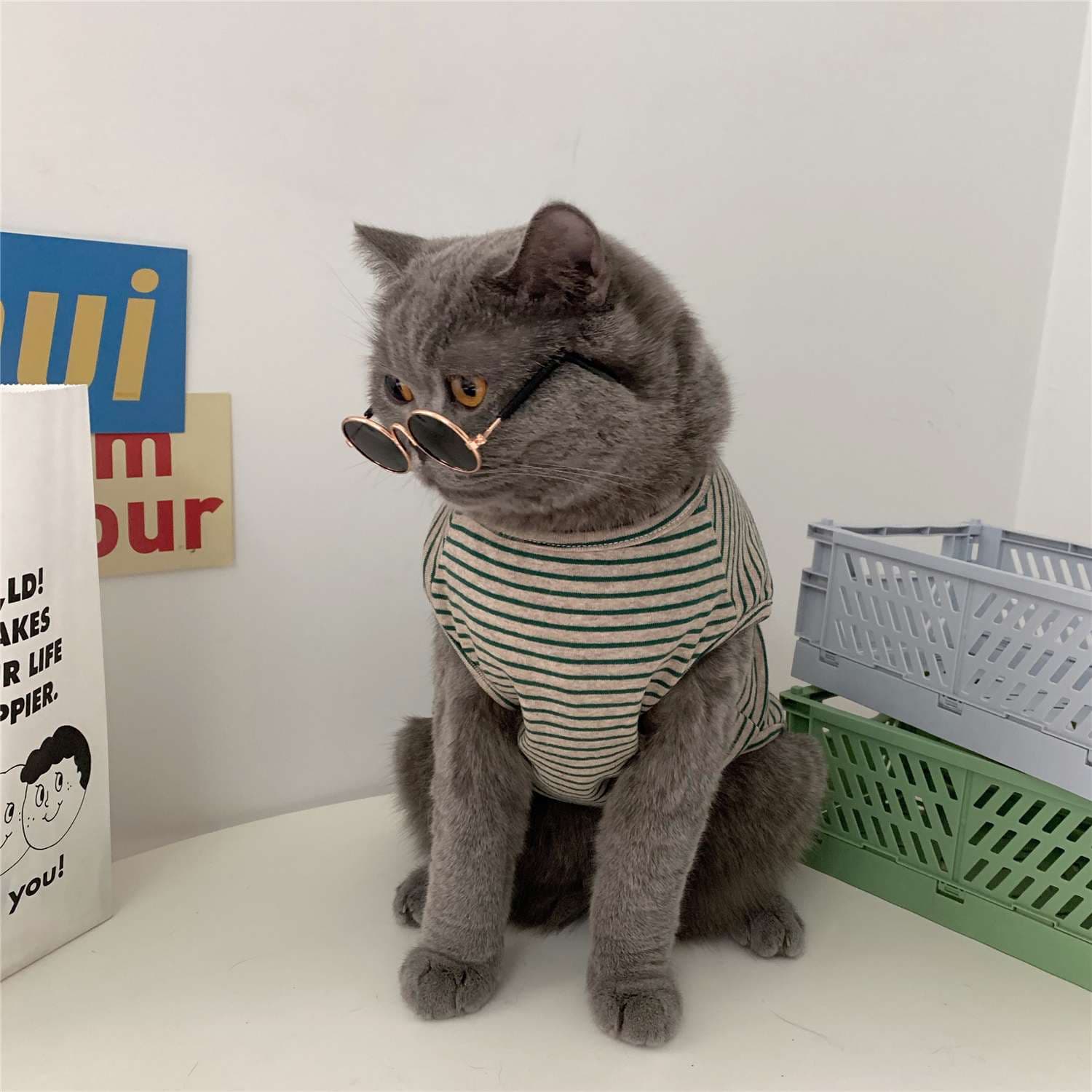 猫服  洋服 | もふもふ猫ちゃんのおしゃれボーダー