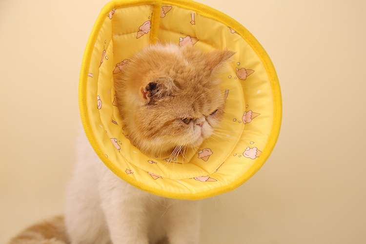 猫服 猫 エリザベスカラー | もふもふ猫ちゃん用パターンエリザベスカラー