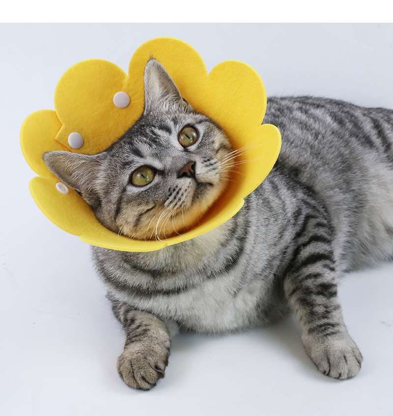 猫服 猫 エリザベスカラー | ふわもこ花びらエリザベスカラー