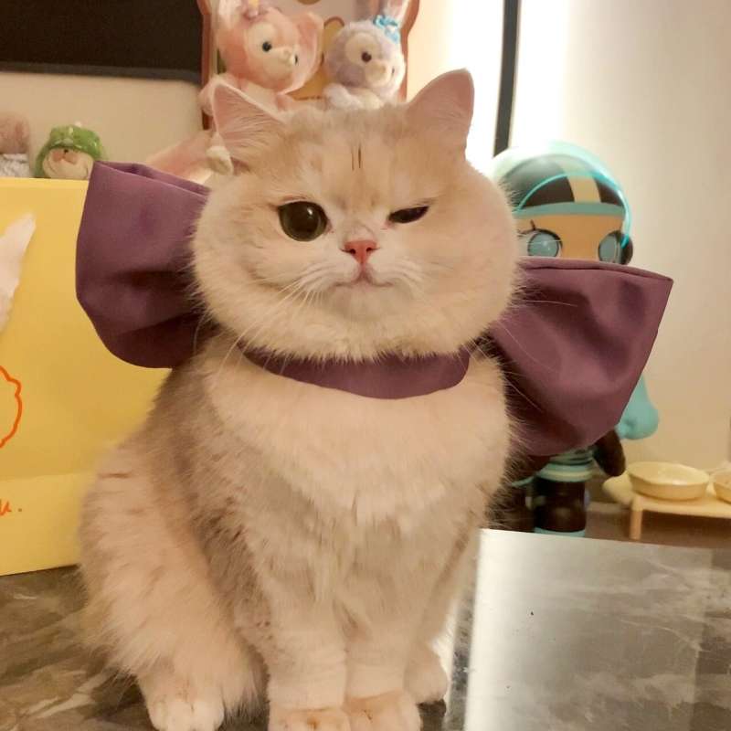 猫服  帽子 | ふわふわ姫様リボン猫耳キャップ