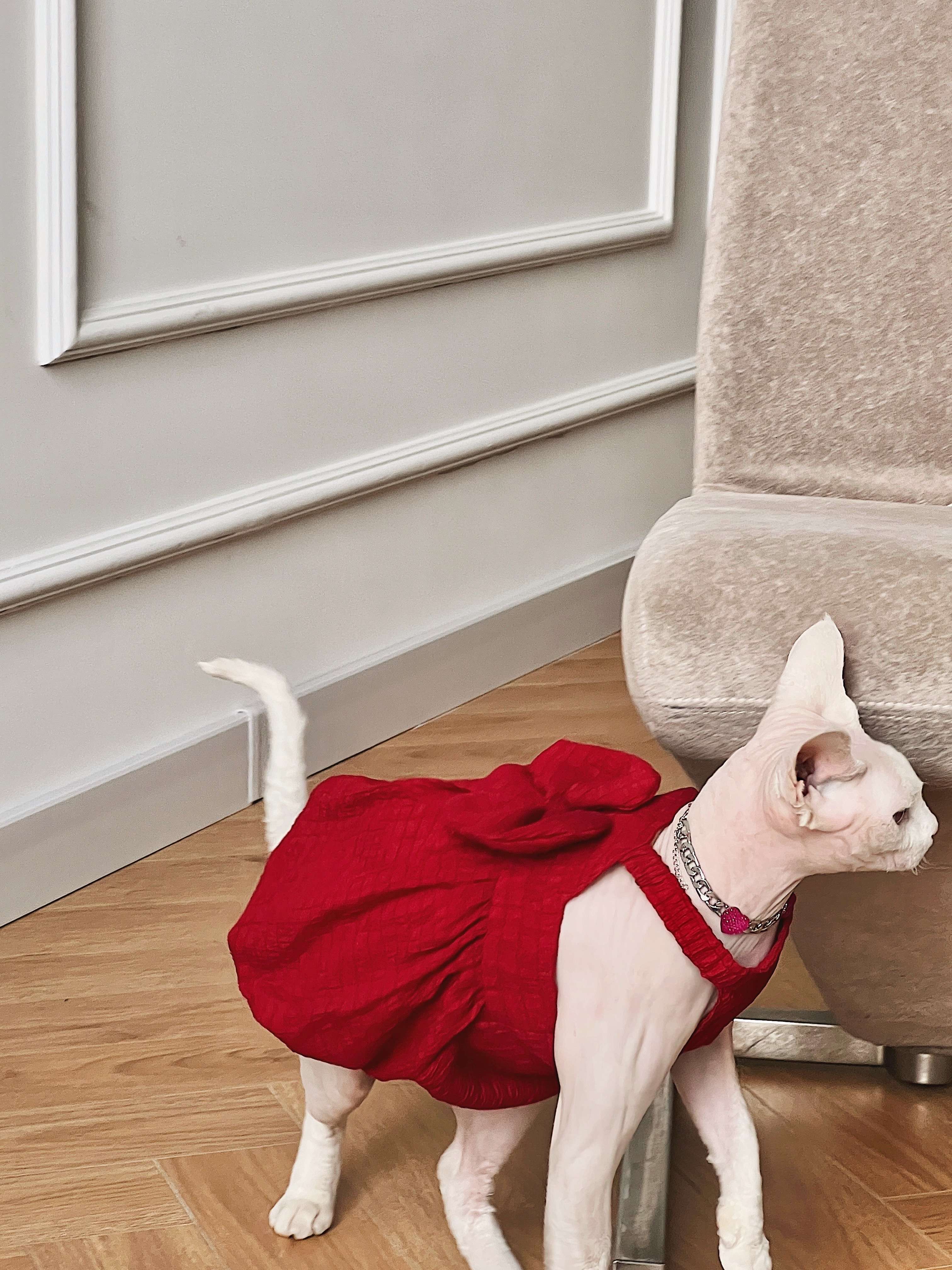 猫服  スフィンクス | スフィンクスの優雅な赤いドレス