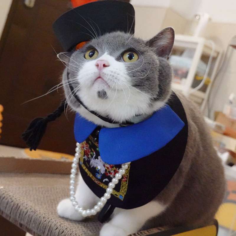 猫服  コスプレ | 猫用大正ロマン風着物セット