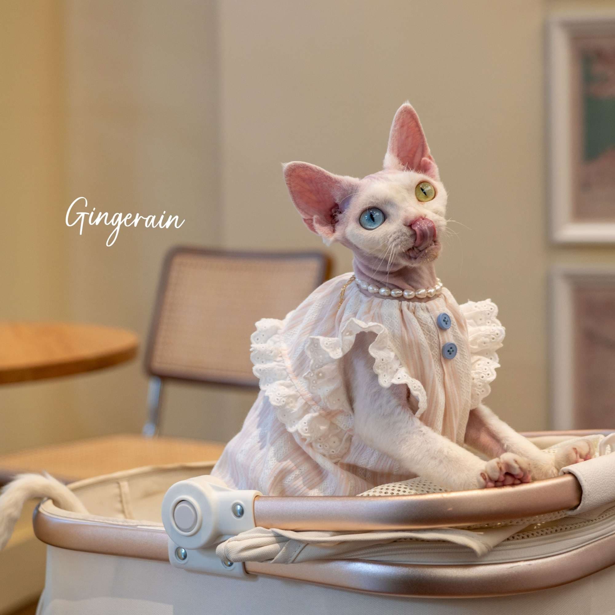 猫服  洋服 | レースフリルの優雅なキャットドレス