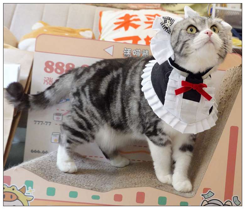 猫服  コスプレ | メイド風フリルエプロン猫用コスチューム