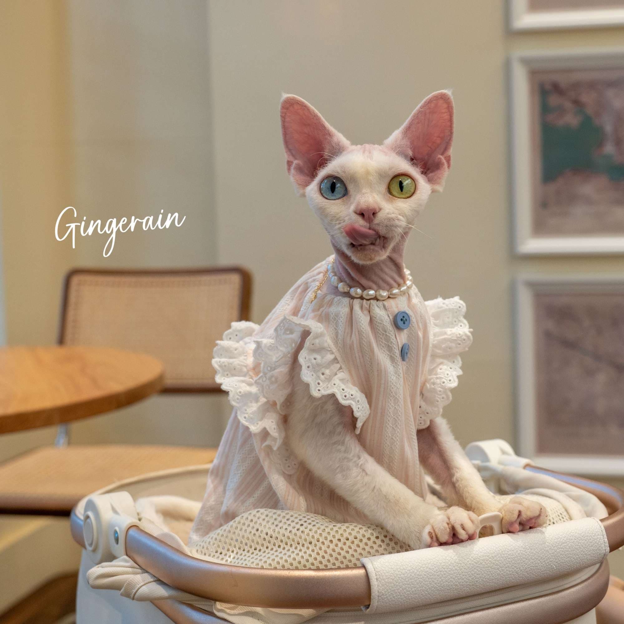 猫服  洋服 | レースフリルの優雅なキャットドレス
