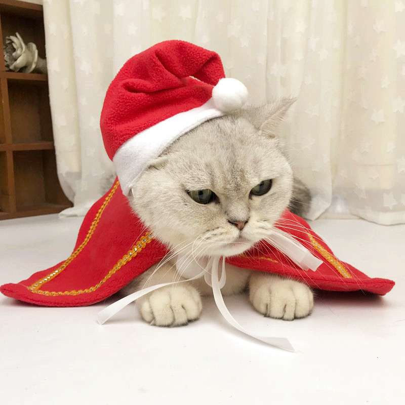 猫服  コスプレ | 魔法使い猫ちゃんコスプレセット