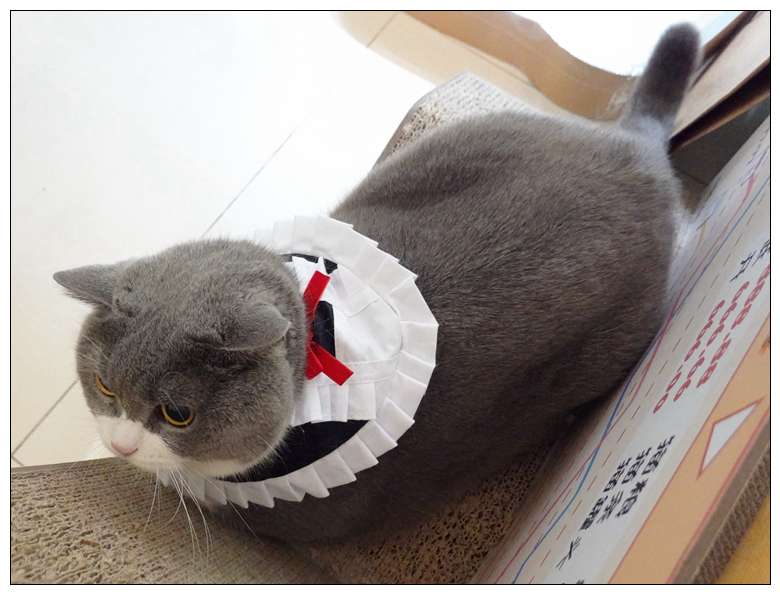 猫服  コスプレ | メイド風フリルエプロン猫用コスチューム