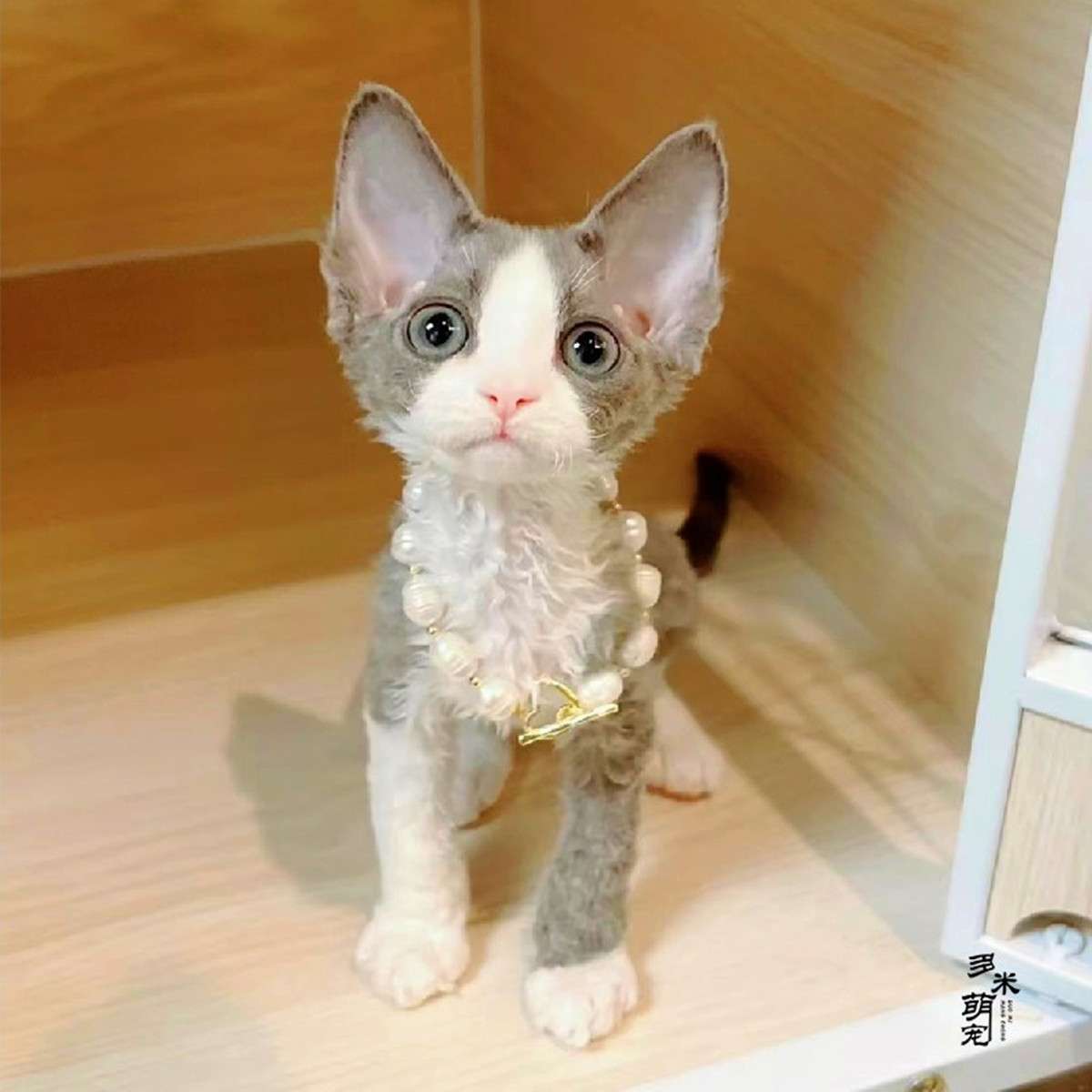 猫服  洋服 | 純血統のドイツカールキャット