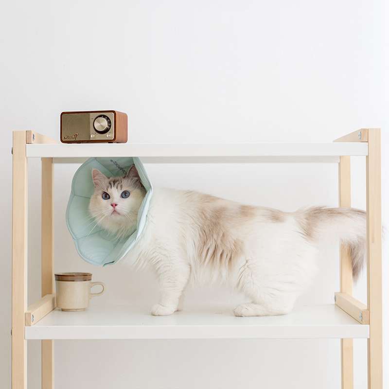 猫服 猫 エリザベスカラー | ふわもこ猫さん用お医者さんえり