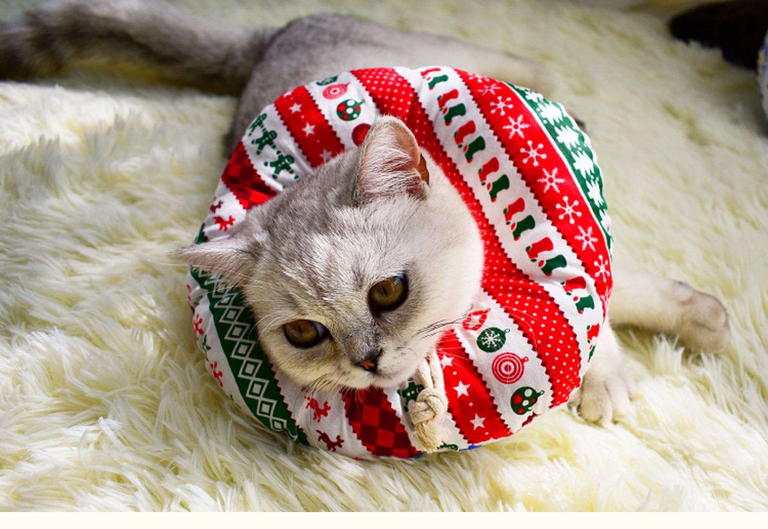 猫服 猫 エリザベスカラー | ふわもこペット用プリントエリザベスカラー